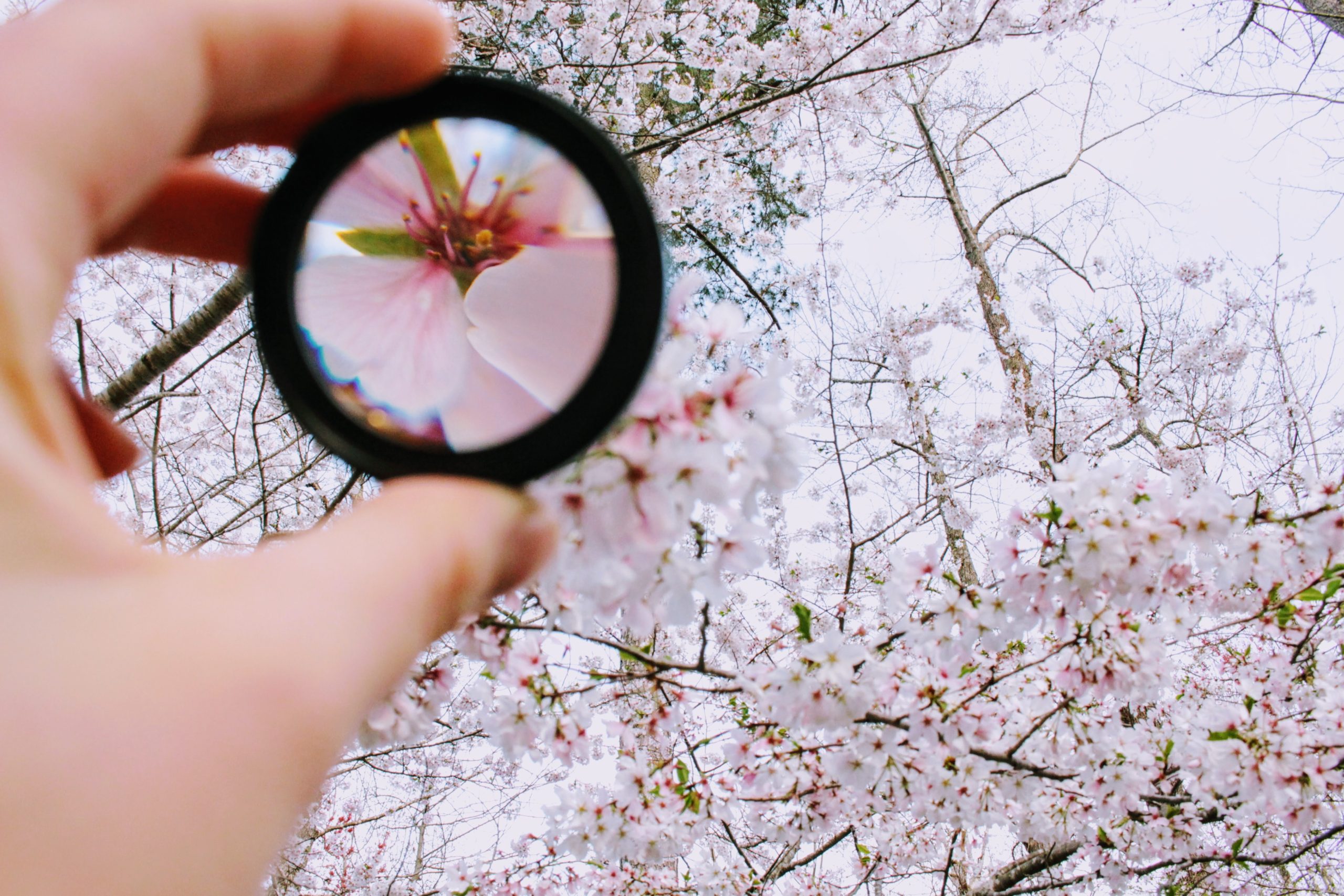 person-holding-round-framed-mirror-near-tree-at-daytime-979927